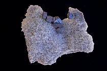 Galena (PbS, lead sulfide), the primary ore of lead, on Quartz (SiO2), the most common mineral in the Earth's crust. Sample from Madan, Bulgaria.