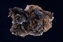 Muscovite (Mica), one of the most common minerals in the earth's crust, having wide economic importance. Sample from Minas Gerais, Brazil.