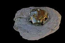 Pyrite (FeS2, iron sulfide), popularly known as 'fool's gold', formerly used in the production of sulfuric acid. Sample from Ambassaguas #2 Mine, Ambassaguas La Rioja Spain.