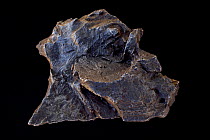 Meteorite, composed primarily Kamacite (about 90%) which is an iron nickel alloy and aso has Taenite, Plessite, Schreibersite, Rhabites, Troilite, Chromite.Sample from Sikhote Alin, Russia, falling on...