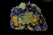 Chalcopyrite (CuFeS2, copper iron sulphide) (Golden variety), the major ore of copper; galena, and shalerite. Sample from Krushev Dol mine, Bulgaria.