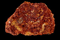 Bauxite (the main ore of aluminium) with Red Ocher. Sample from Dixie Mine, Pulaski County, Arkansas, USA.