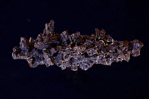 Galena (PbS, lead sulfide), the main ore of lead. Sample from Tri State District, Joplin Missouri, USA.