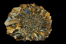 Pyrite (FeS2, Iron sulfide), popularly known as 'fool's gold'. Formerly used in the production of sulfuric acid. Sample from Yishan, Guangxi, China.