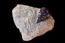 Columbite (Niobite), the main ore of niobium and used widely in industry; also a source of tantalum. Sample from Jacu claim, Equador, Borborema, Rio Grande do Norte, Brazil.