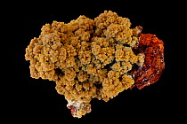 Mimetite, a lead arsenate chloride mineral, forms as a secondary mineral in lead deposits, Resembles the mineral pyromorphite. Industrially a minor ore of lead, a popular collector's specimen. Sample...