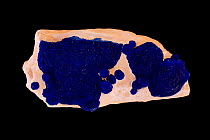 Azurite (copper carbonate), a minor ore of copper and used as gemstone and ornaments. Sample from Malbunka Copper Mine, Areyonga, Northern Territory, Australia.
