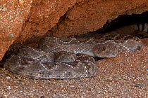 Western Diamond-backed Rattlesnake (Crotalus atrox) emerging from winter hibernation site. Sonoran desert, Arizona, March.