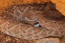 Western Diamond-backed Rattlesnake (Crotalus atrox) shortly after emerging from winter hibernation site. Sonoran desert, Arizona, March.