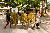 Woman and boy carrying seaweed / red algae (Kappaphycus alvarezii) from seaweed farm, harvested and dried for export, Philippines, May 2006.