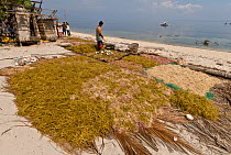Harvested seaweed / red algae (Kappaphycus alvarezii) drying on beach, a commercial crop for  export, Philippines, May 2006.