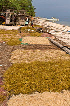 Harvested seaweed / red algae (Kappaphycus alvarezii) of drying on beach, a commercial crop for export, Philippines, May 2006.