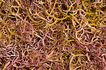 Harvested seaweed / red algae (Kappaphycus alvarezii) in the process of drying on beach, a commerical crop for export, Philippines, May 2006.