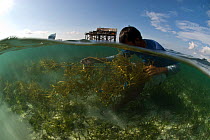 Seaweed farmer maintaining his seaweed farm. Small family farms are successful as farmers work hard to protect their crops from grazing fish, feeding turtles and sea urchins, and bacterial infections...