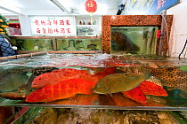 Live reef fish in tannks beside seafood restaurant, Lei Yue Mun harbour, Hong Kong, China, April 2009. .