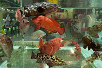 Live reef fish in tank in seafood restaurant, Lei Yue Mun harbour, Hong Kong, China, April 2009. .