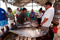 Tuna fish being graded at harbour market, Puerto Princesa, Palawan, Philippines, April 2009.