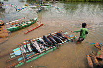 Fisherman brings in Yellowfin tuna for weighing and grading at harbour market, Puerto Princesa, Palawan, Philippines, April 2009.