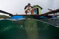Live Reef Fish grower: Coral trout (Plectropomus leopardus) kept in floating cage to fatten to desirable size for market, Palawan, Philippines, May 2009   . NOT AVAILABLE FOR MAGAZINE USE IN GERMAN-S...