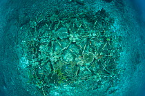 Artificial reef using ceramic snowflakes help rejuvenate the dead coral reefs of El Nido. The 1998 El Nino caused a massive scale coral bleaching to this tourist town that used to have pristine coral...