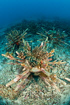 Artificial reef using ceramic snowflakes help rejuvenate the dead coral reefs of El Nido. The 1998 El Nino caused a massive scale coral bleaching to this tourist town that used to have pristine coral...