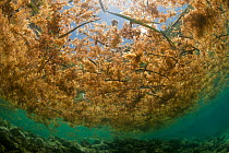 Sargassum seaweed (Sargassum sp) floating on the sea surface, Palawan, Philippines, May