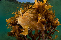 Sargassum frogfish / anglerfish (Histrio histrio) camouflaged amongst floating Sargassum seaweed, Palawan, Philippines.
