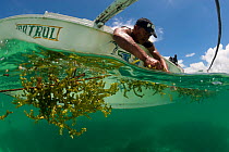 Bantay Dagat / Sea patroller tending his seaweed farm, Palawan, Philippines, May 2009.