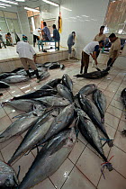 Tuna fish processing plant, Yellowfin or Bigeye tuna caught from longliner boats are graded (high grade for export and low grade for selling to the local market) and processed, Benoa, Bali, Indonesia,...