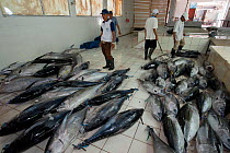 Tuna fish processing plant, Yellowfin or Bigeye tuna caught from longliner boats are graded (high grade for export and low grade for selling to the local market) and processed Benoa, Bali, Indonesia,...