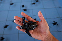 Olive ridley sea turtle (Lepidochelys olivacea) one week hatchling, at the Turtle Conservation and Education Center, Serangan, Bali, Indonesia, July 2009.