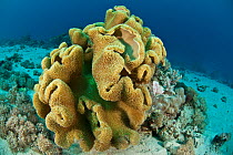 Mushroom leather coral (Sarcophyton sp) Bali, Indo-pacific.
