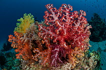 Soft corals (Dendronephthya sp) on coral reef, Bali, Indo-pacific.