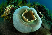 Corallimorpharian / Disc anemone (Amplexidiscus fenestrafer), an intermediate between sea anemone and hard coral, on coral reef, Bali, Indo-pacific.