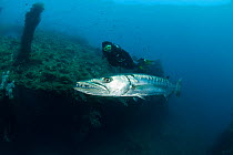 Solitary Great barracuda (Sphyraena barracuda) in the Liberty wreck with diver, Bali, Indonesia, September 2009.