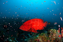 Tomato grouper (Cephalopholis sonnerati) on coral reef, Bali, Indo-pacific.