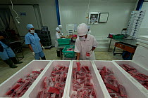 Shrink wrapped Yellowfin tuna steak for export, Chen Woo processing plant, Bitung, Sulawesi, Indonesia, October 2009. Fish undergoes a "clear smoke" process which turns the dull maroon fish colour int...
