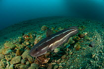 Striped eel catfish (Plotosus lineatus) Moluccas Islands, Indo-pacific.