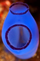 Blue sea squirt / tunicate / ascidian (Clavelina caerulea) Moluccas Islands, Indo-pacific.