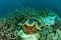 Giant clam (Tridacna gigas) on coral reef, Moluccas Islands, Indo-pacific.