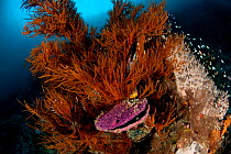 Black coral in the reef with clams, Moluccas Islands, Indo-pacific.