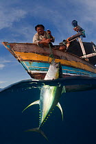 Outrigger boats catch Yellowfin tuna fishing with hook and line. Catching a Yellowfin tuna, these fishermen fish near a fish attracting device (FAD) or rumpon, attached to a raft or rakit some 100 km...