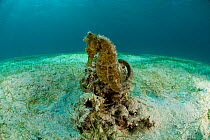 Common / Spotted seahorse (Hippocampus kuda) in the sandy seagrass, Palawan, Philippines, Indo-pacific.