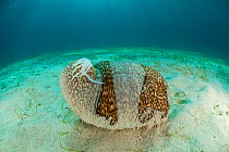 Sea cucumber (Bohadschia marmorata) discharges sticky threads as a defense mechanism when threatened, Palawan, Philippines, Indo-pacific.