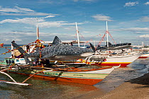 Outrigger boats at the Butanding Whale Shark Festival, Donsol, Philippines, April 2010.