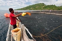 Aquaculture - Fisherman feeding soy pellets to fish in sea cages, includes Milkfish (Chanos chanos) and Pomfret (Pompano sp) Sarangani, Philippines, April 2010.