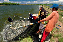 Fishermen brings together the net to take out the fish from a fish cage. These men harvested about 4 tons of Milkfish (Chanos chanos) from fish cage.  The fish are immediately put on ice and brought t...