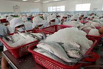 A massive workforce of more than 300 women  debone Milkfish (Chanos chanos) and pack them on ice. 60% for export market, mainly the Filipino communities living in North America and 40% consumed locall...