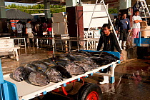 Dock workers unload tuna from a fishing vessel and bring them to the fish landing and processing area, Sarangani, Philippines, April 2010.