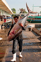 Dock worker carrying tuna from a fishing vessel to the fish landing and processing area, Sarangani, Philippines, April 2010.